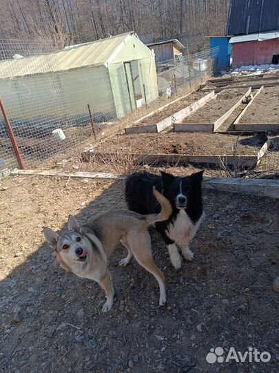 Собака в дар