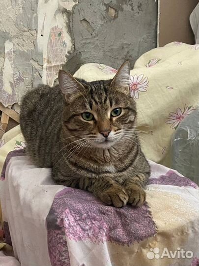 Кот в добрые руки