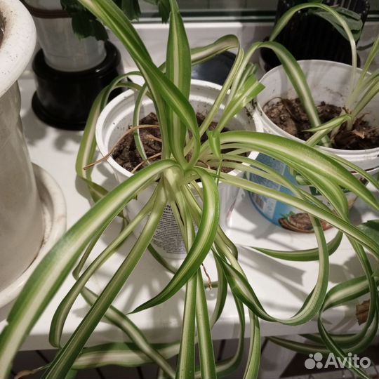 Комнатные цветы