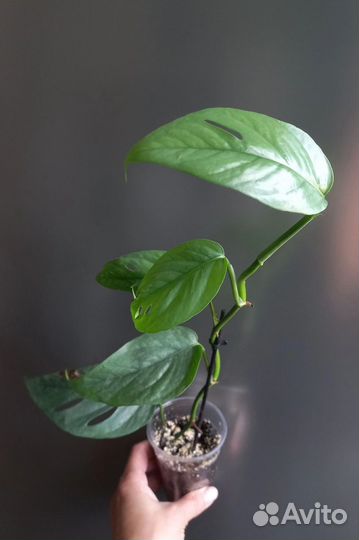 Эпипремнум себу блю