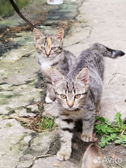 Котята в дар