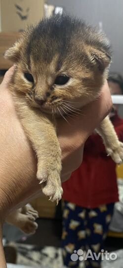 Абиссинский котик