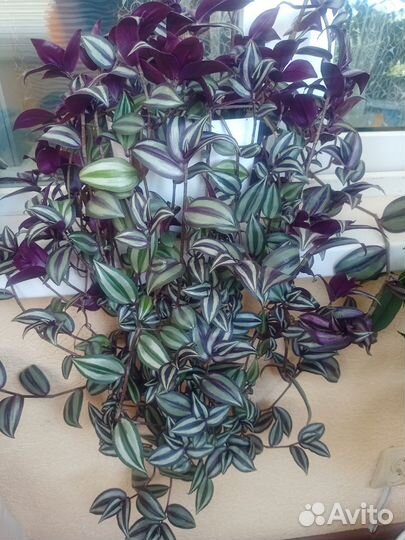 Традесканция Зебрина