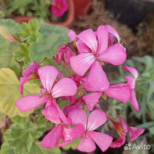 Пеларгонии