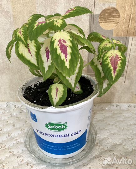 Колеус вегетативный