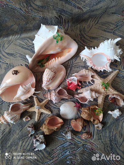 Коллекция морских раковин