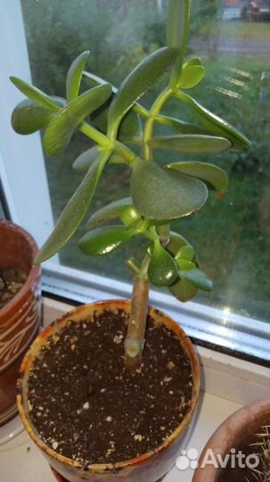 Кактус, денежное дерево