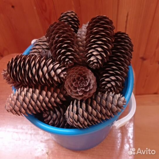 Шишки всех размеров