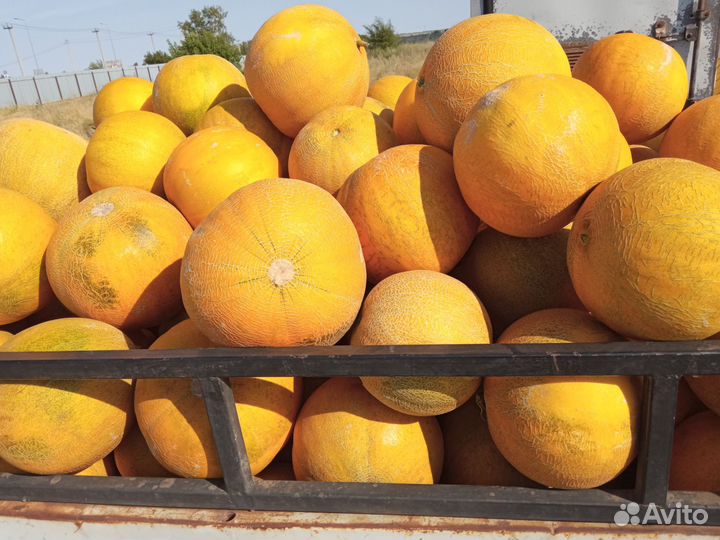 Раст ениводство продам семена