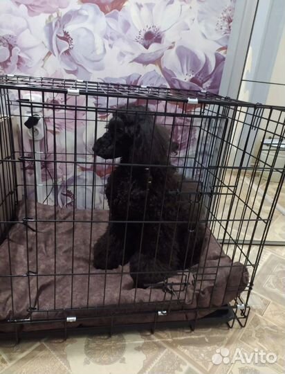 Прокат. Бесплатная доставка. Клетка для собак №2