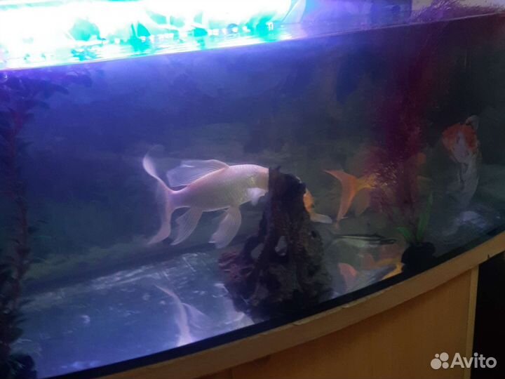 Аквариумные рыбки