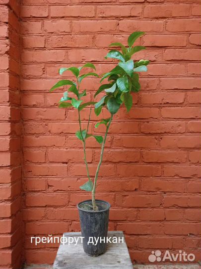 Грейпфрут Дункан