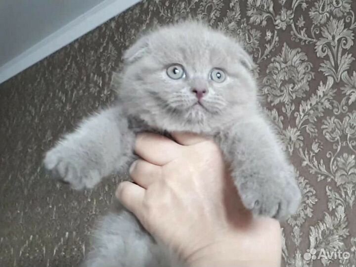 Шотландские классные котята