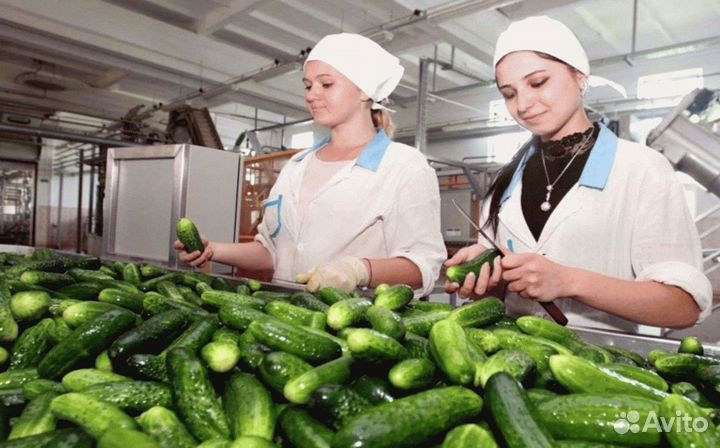 Упаковщик/ца с проживанием в консервный завод