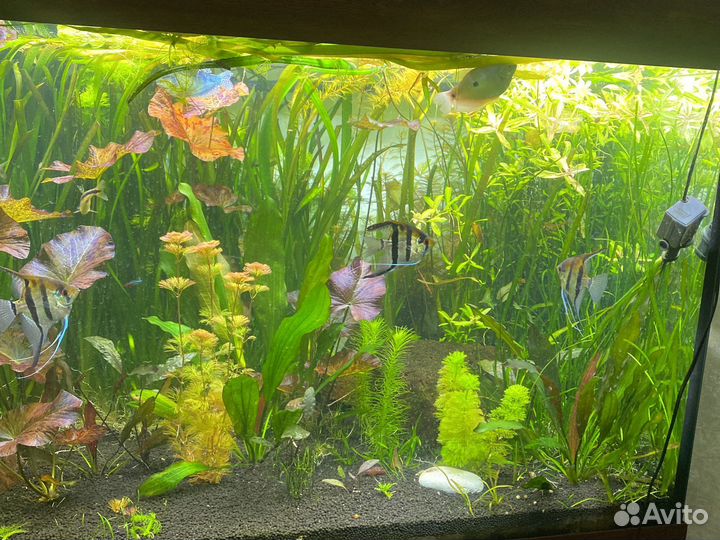 Растения, рыбы, корм для аквариума