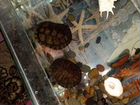 Красноухие черепахи с большим аквариумов