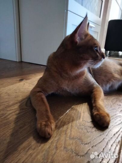 Котенок Чаузи девочка ф2 блэк-гризли окраса