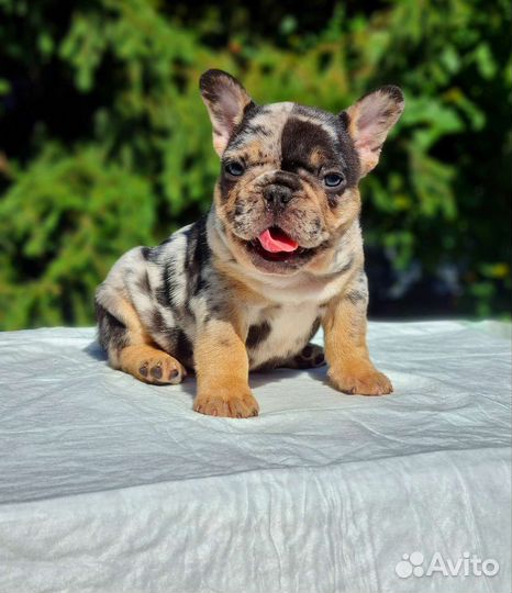 Французский бульдог щенки мерле