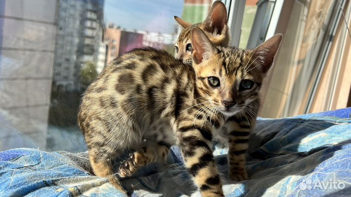 Бенгальские котята