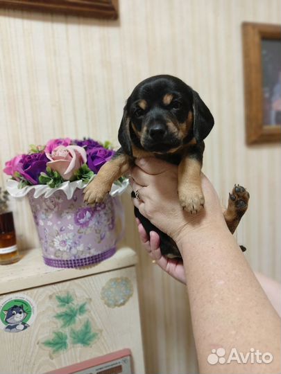 Щенки таксы