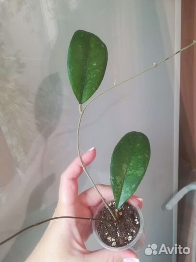 Дисхидия, Хойя