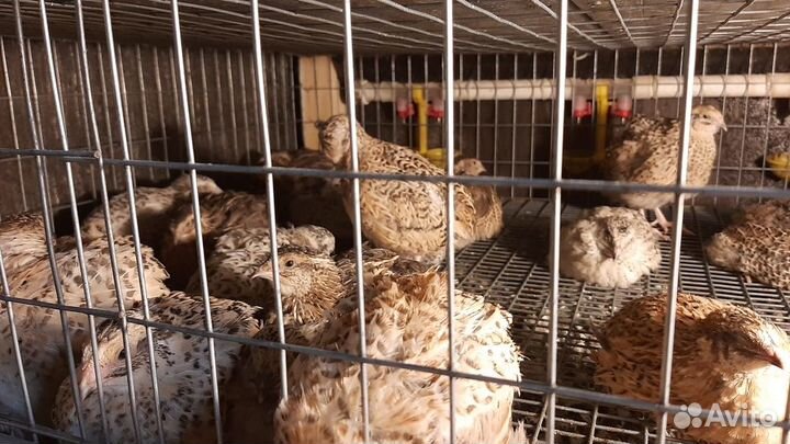 Инкубационное яйцо перепелов