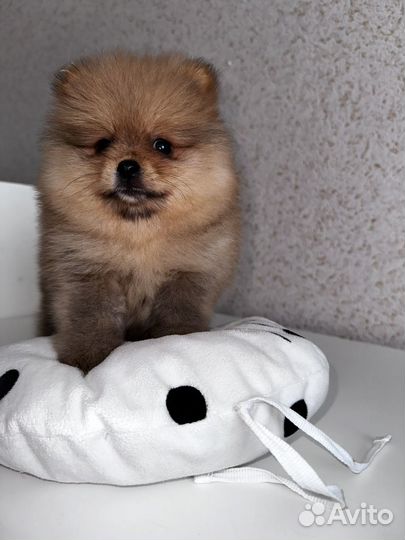 Померанский шпиц медвежьего типа