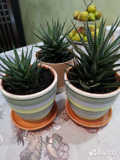 Алоэ декоративный