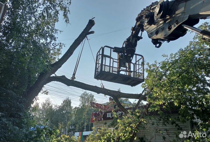 Спил деревьев