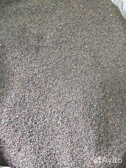 Семена фацелии