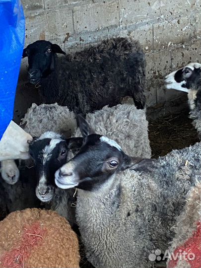 Овцы матки