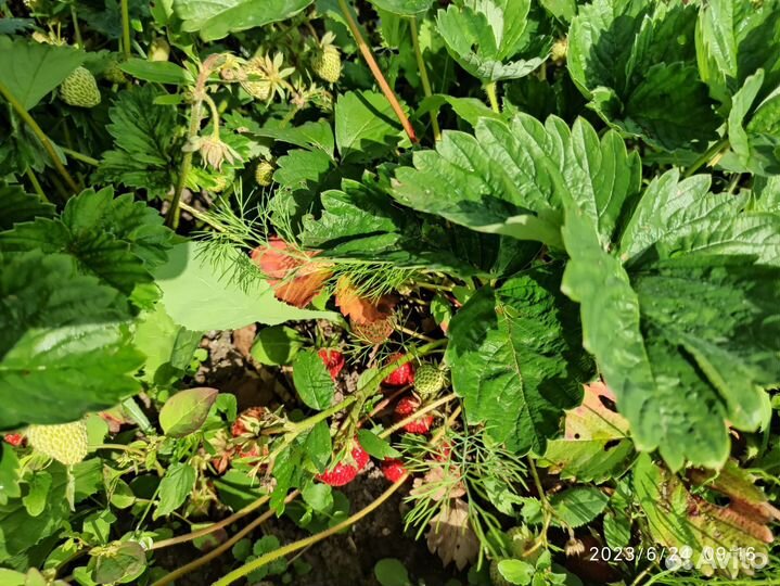 Рассада ремонтантной клубники