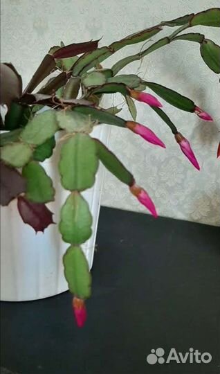 Декабрист шлюмбергера, сортовые черенки