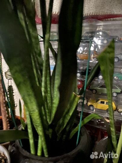 Спатифиллум