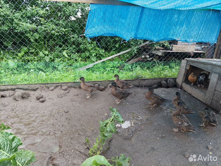 Продам птицу, утки, и куры