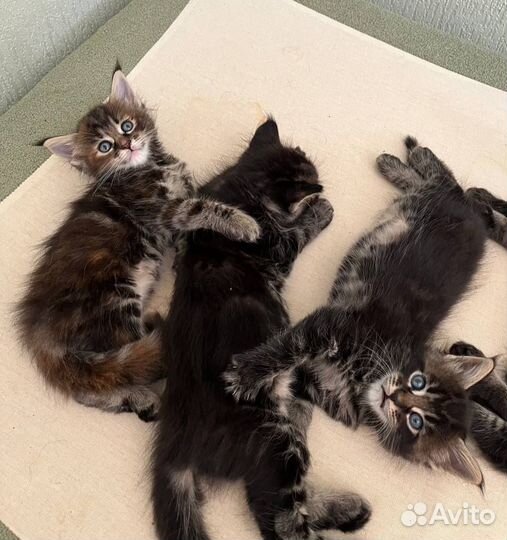 Котята Мейн-кун