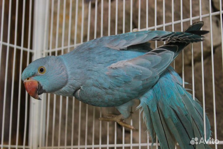 Ожареловый попугай (александрийский)