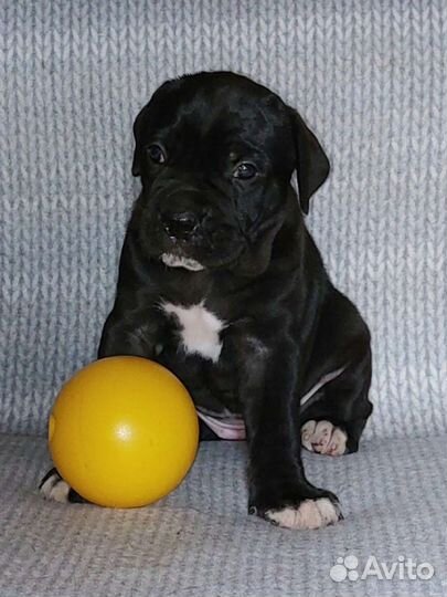 Девчули Кане Корсо