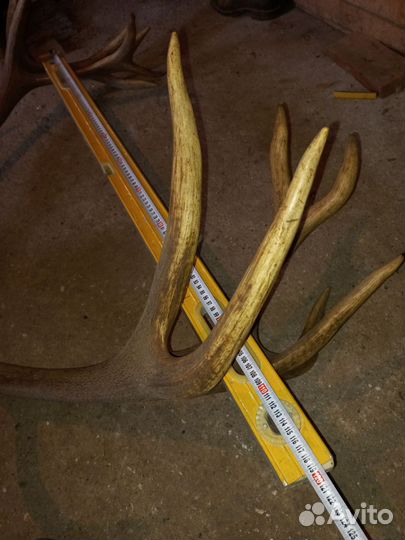 Рога благородного оленя