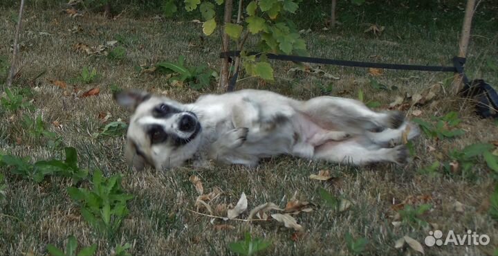 Филе нужен дом