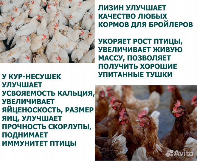 Лизин Кормовая добавка для с/х животных и птиц