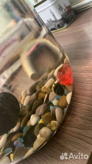 Улитка неретина бесплатно