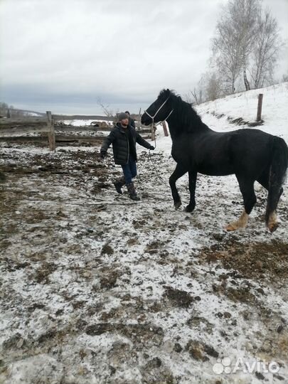 Жеребец орловской