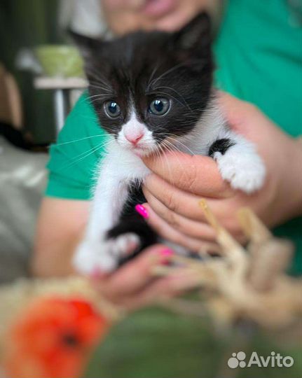 Кошки в добрые руки