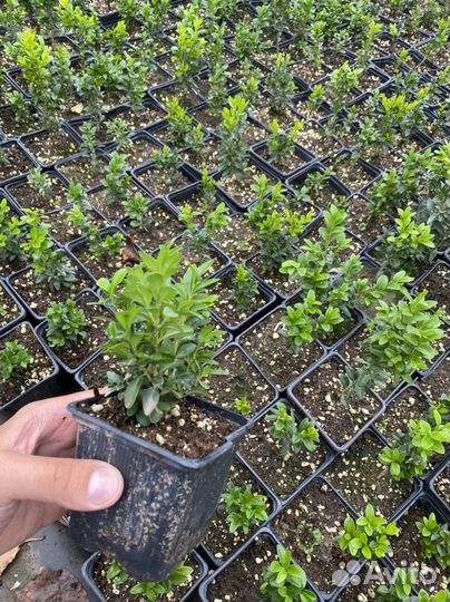 Самшит бересклет