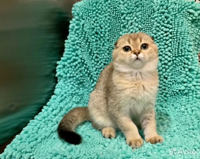 Девочка Скоттиш фолд с документами привита Чип