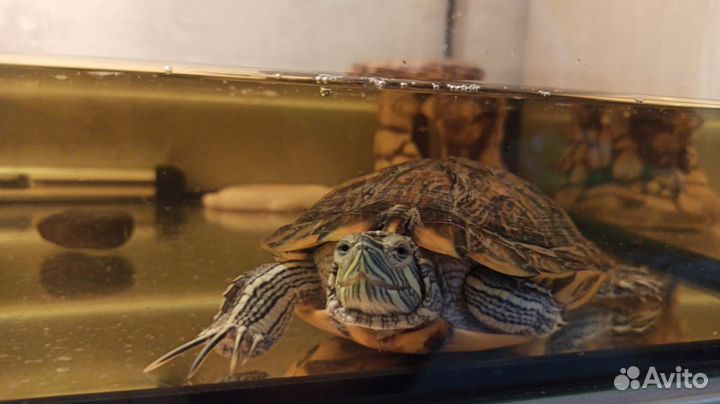 Черепашка и аквариум