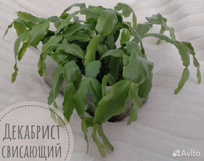 Суккуленты