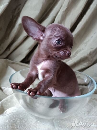 Шоколадный крохотулечка