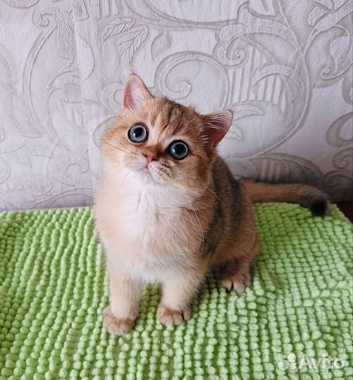 Золотая шиншилла девочка